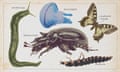 Invertebrate illustrations