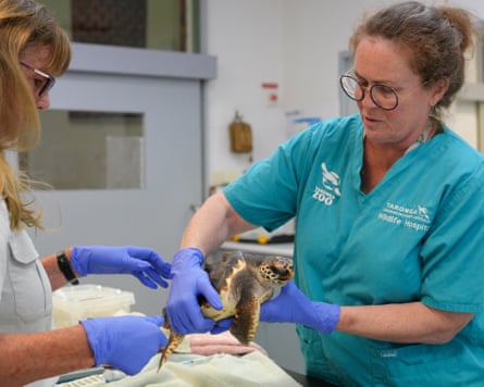 Vet Kimberly Vinette Herrin conducts pre-release health check on a juvenile loggerhead turtle.