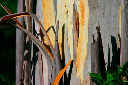 Ribbon gum (Eucalyptus viminalis)