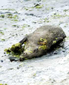 A dead wild boar lies in a cove in the bay of Saint-Brieuc in 2011.