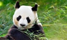 The bear truth: why happy pandas can’t be bothered to find a partner
