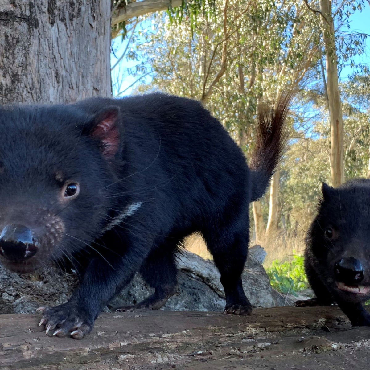 Tasmanian Devil Habitat Tasmanian devil habitat