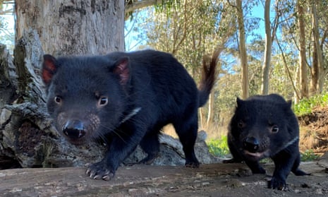 two tasmanian devils in the bush
