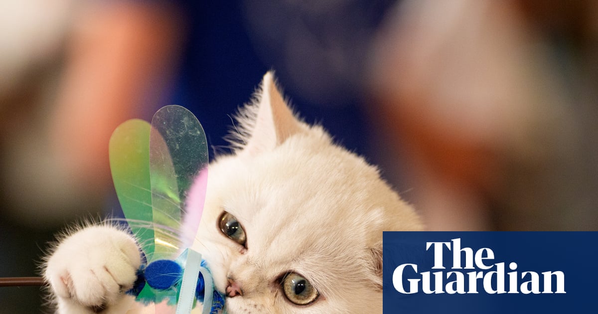 Paws for applause: the Feline Oscars – in pictures