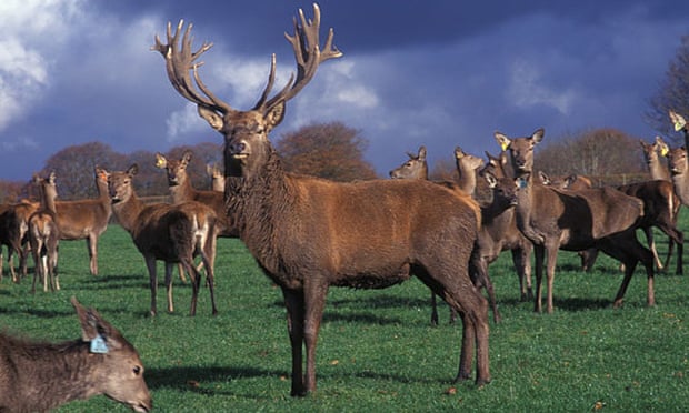 A stag and herd on a deer farm in the west country.