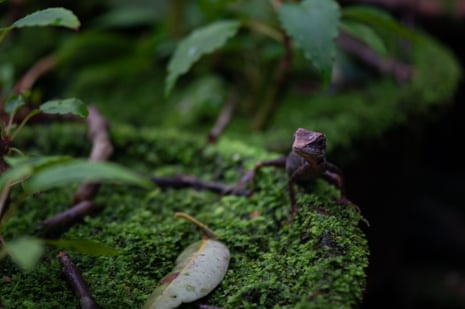 A lizard sits on a mossy rock