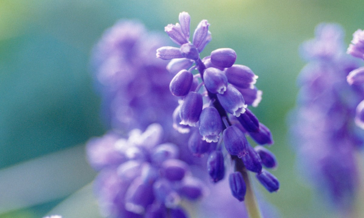 Spring Flower Air Spring Is In The Air Flowers