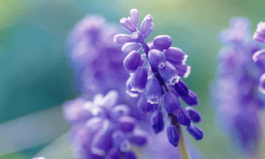 ‘I am hoping they will be the darker blue’: muscari (grape hyacinth).