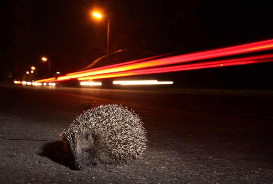 A hedgehog trying to cross the road at night in Sheffield, South Yorkshire, England