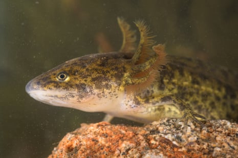 The Iberian ribbed newt in its aquatic phase
