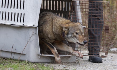 A red wolf being released as part of the rewilding programme in 2013.