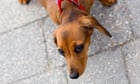 Small, long-nosed dog breeds live longer, study reveals