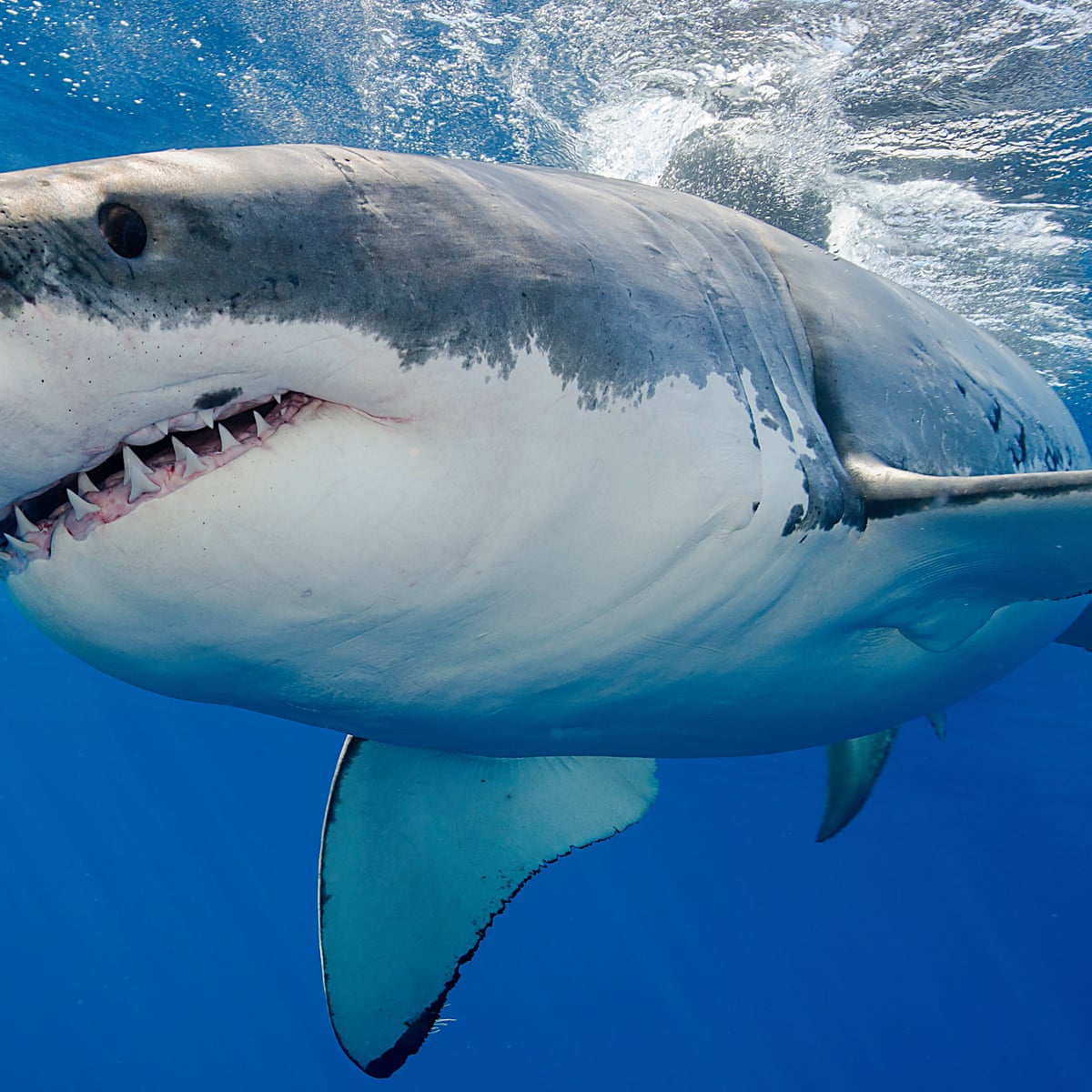 California Shark Attack Surfer Survives Great White Bite Near San Francisco Sharks The Guardian
