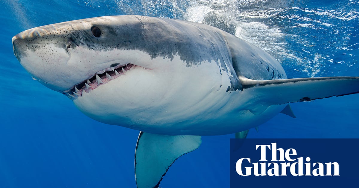 California shark attack: surfer survives great white bite near San Francisco