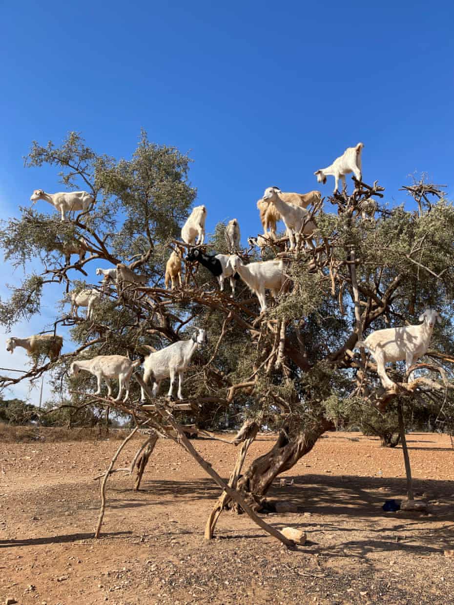 Goats in tree, Essaouira, Morocco, 2021
