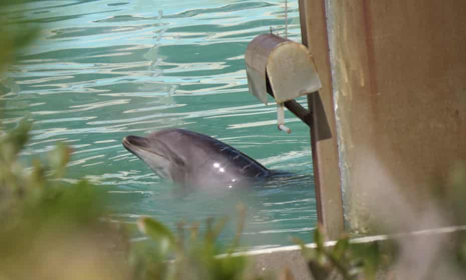 A dolphin abandoned at the Inubosaki Marine Park Aquarium in the city of Choshi
