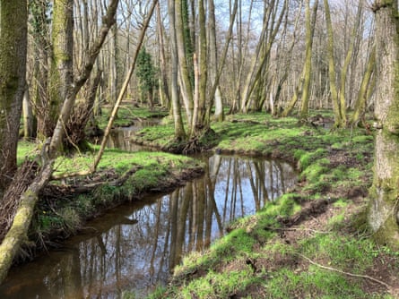 ‘We wade across a stream to find the cows grazing among wild daffodils and golden saxifrages.’