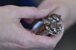 Seized reptiles in Melbourne, Australia