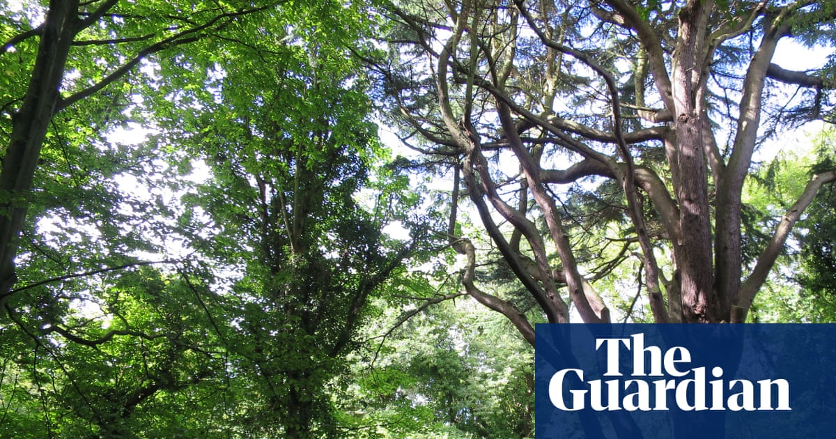 Country diary 1951: Into the woods on the capital's edge