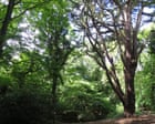 Country diary 1951: Into the woods on the capital’s edge