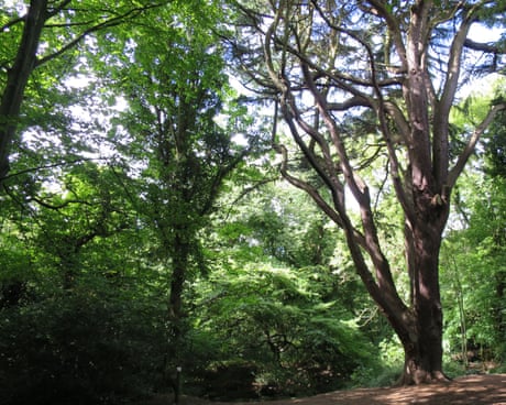 Country diary 1951: Into the woods on the capital’s edge