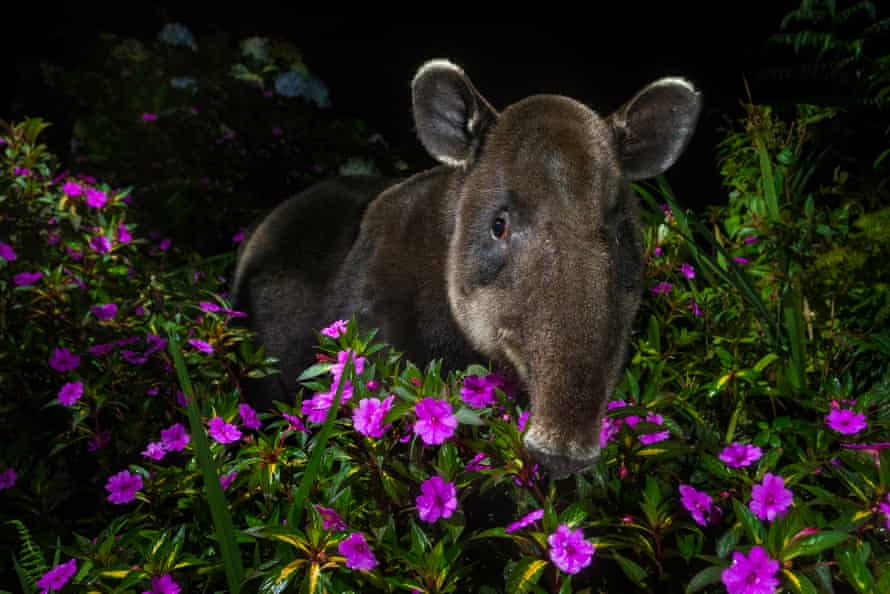 'Dantita' le tapir dans le parc national Braulio Carrillo, près de San José dans le centre du Costa Rica.