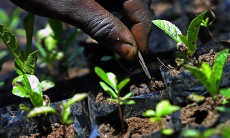 A farmer tends newly planted trees