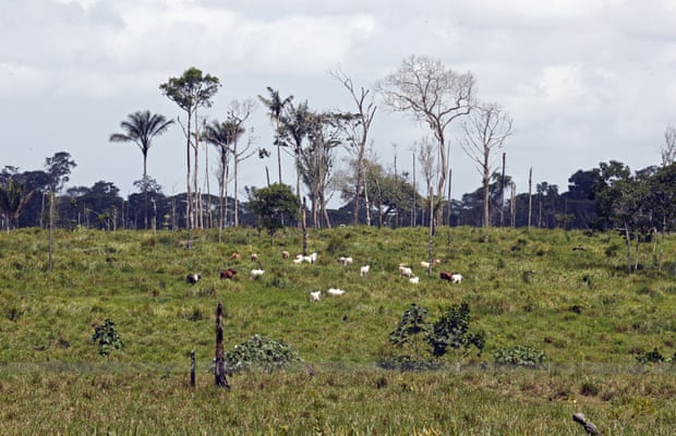 Cattle roam the deforested Amazon in Guaviare, Colombia, in 2022.