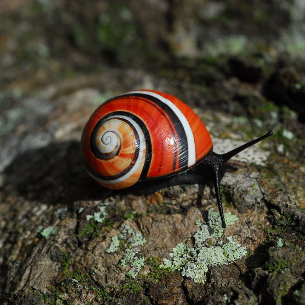 Vote now! Painted snail and shipworm vie for mollusc of the year ...