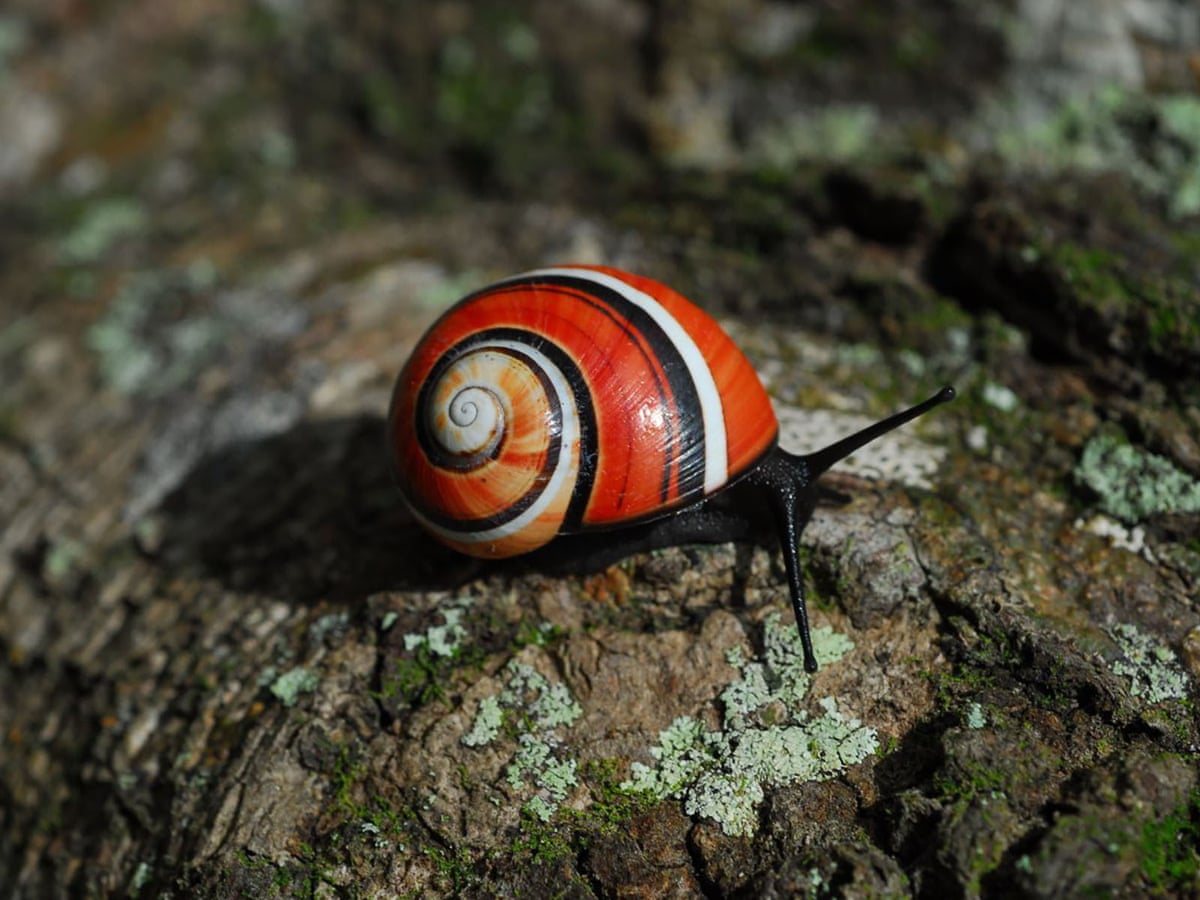 Vote now! Painted snail and shipworm vie for mollusc of the year ...
