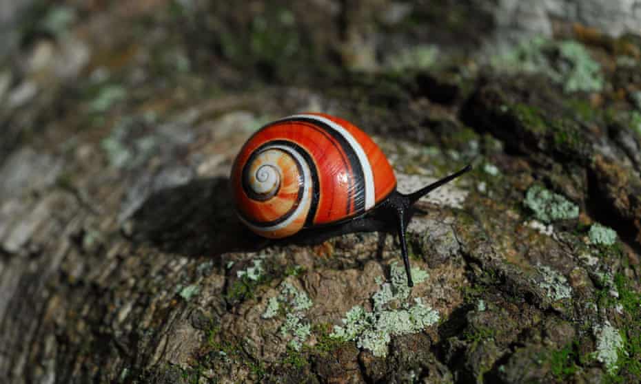 A snail with deep orange-red, black and white stripes