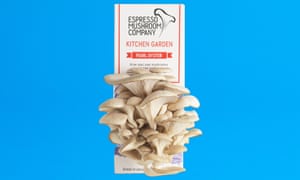Espresso Mushroom Company pearl oyster mushroom kit