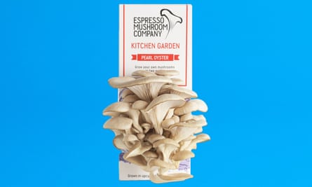Espresso Mushroom Company pearl oyster mushroom kit