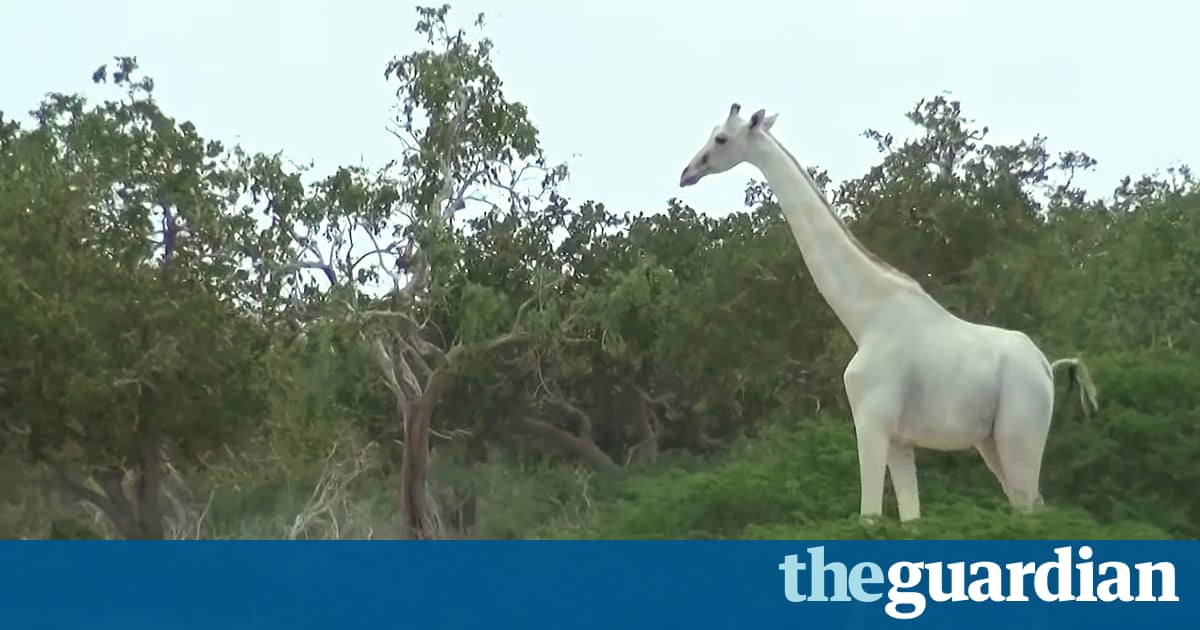 Rare white giraffes spotted in Kenya conservation area