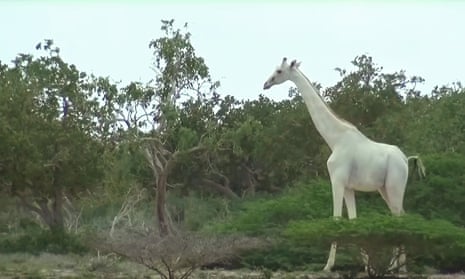 A rare white giraffe filmed in Kenya. The video emerged in September 2017.