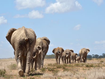 Elephants troop to a water hole at the Amboseli national reserve at the foot of Mount Kilimanjaro