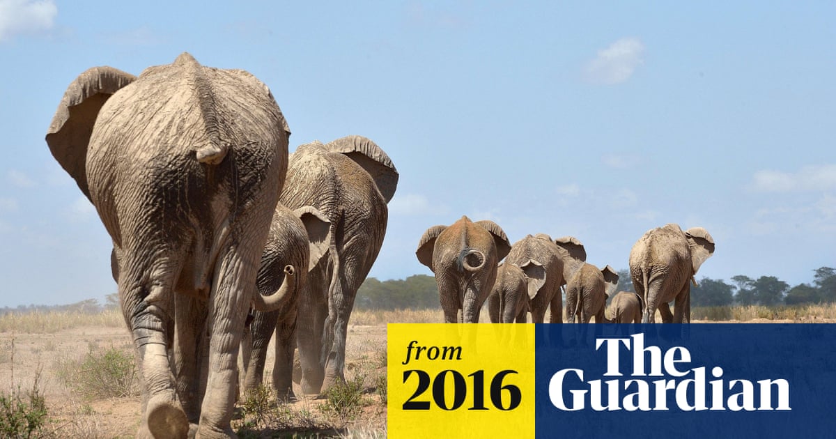 Poaching drives huge 30% decline in Africa's savannah elephants | Illegal  wildlife trade | The Guardian