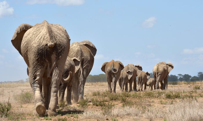 Poaching drives huge 30% decline in Africa's savannah elephants | Illegal wildlife trade | The Guardian Poaching drives huge 30% decline in Africa's savannah elephants | Illegal wildlife trade | The Guardian