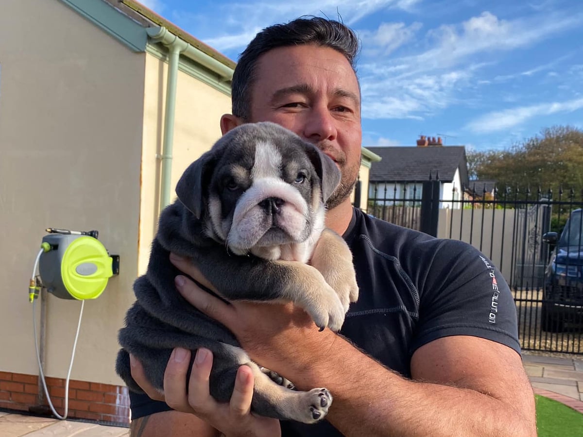 What Are The Dog Laws In New Zealand what-are-the-dog-laws-in-new-zealand