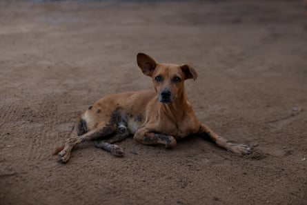 A dog with oil stains on its legs and paws lies on a stretch of stand