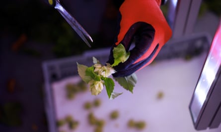 Technician Carlos Aviles helps harvest hops at the Ekonoke facility in San Sebastián de los Reyes, Spain.