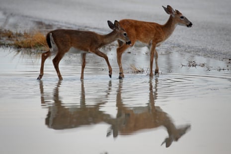 Endangered Key deer are pictured in a puddle following Hurricane Irma in Big Pine Key, Florida, in September 2017.