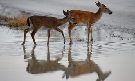 How one of Florida's most beloved animals may be close to climate  extinction, Wildlife