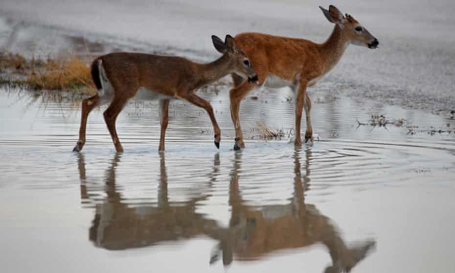 Endangered Key deer wade in a flooded field after Hurricane Irma in Big Pine Key, Florida.