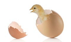 Baby chicken and broken eggshell<br>BH5E50 Baby chicken and broken eggshell