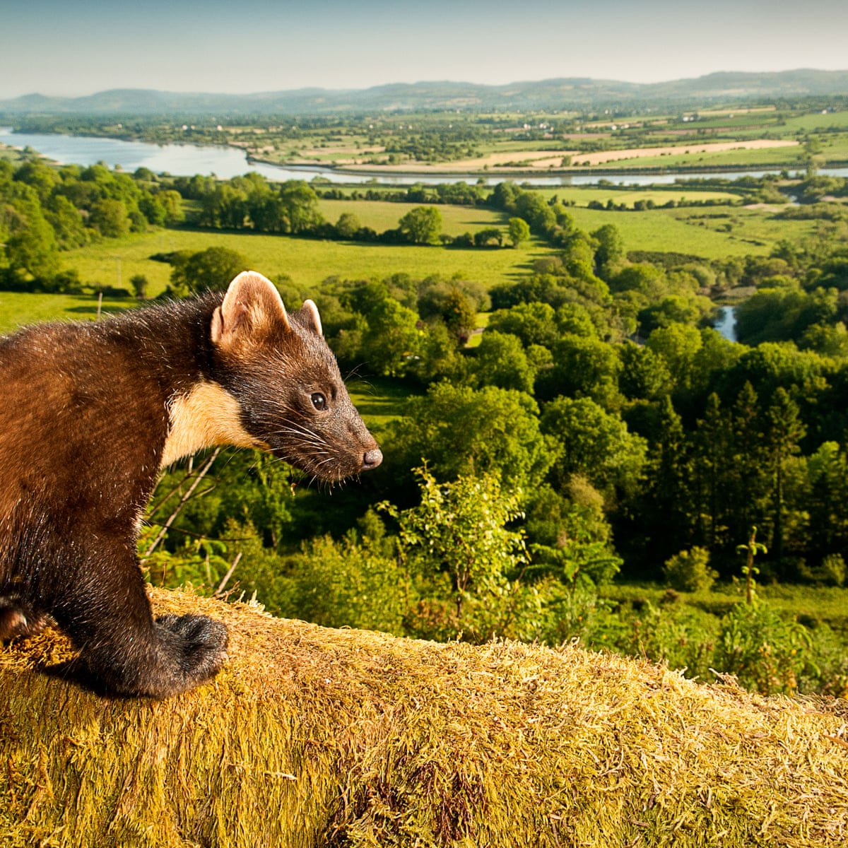 Fifth of Britain's wild mammals 'at high risk of extinction' | Wildlife | The Guardian Fifth of Britain's wild mammals 'at high risk of extinction' | Wildlife | The Guardian