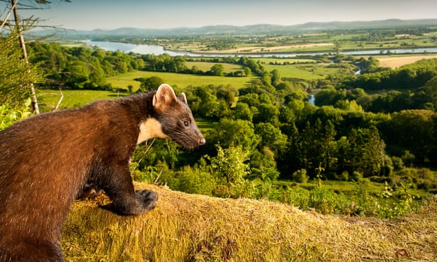A pine marten looking out over British countryside