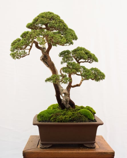 Small wonders: a bonsai tree.