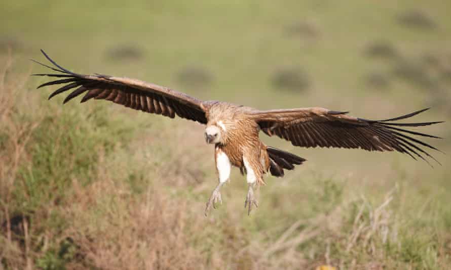 Griffon vulture