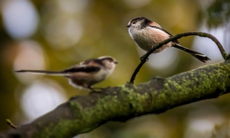 Two long-tailed tits – you’ll never see a lone one.